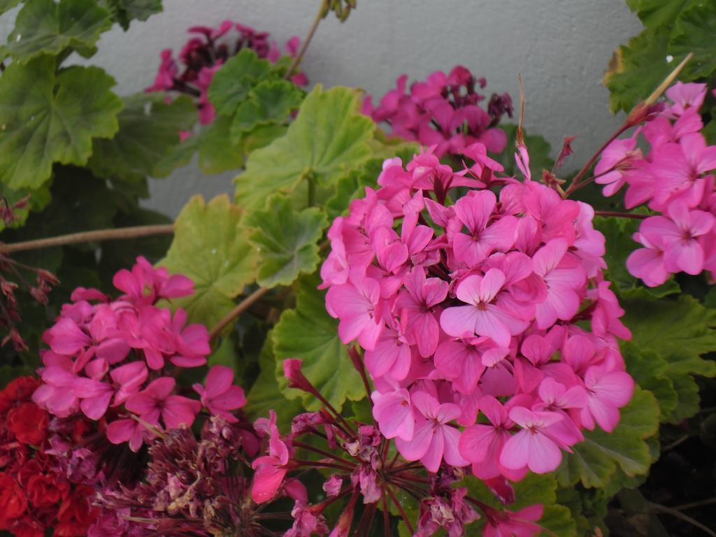 Paros Rooms Dora 部屋 写真